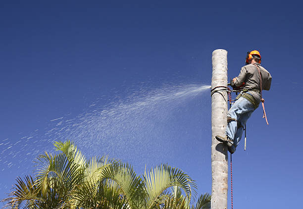 Best Tree Maintenance Programs  in USA